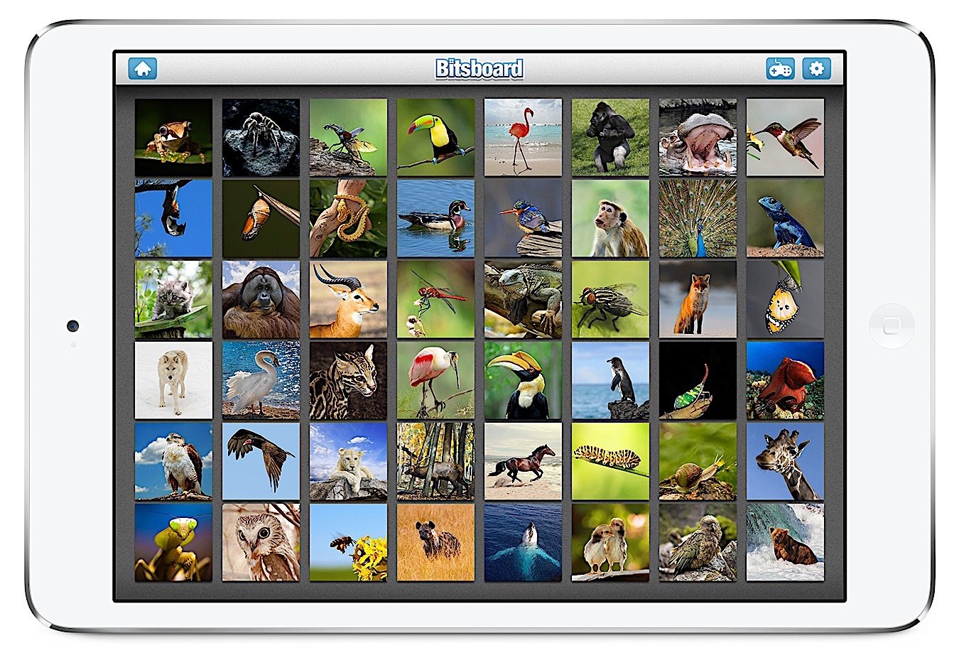 Bitsboard | Flashcards & Mini-Games for Personalized Learning Screenshot