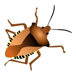 bug picture for short vowel review CVC words practice