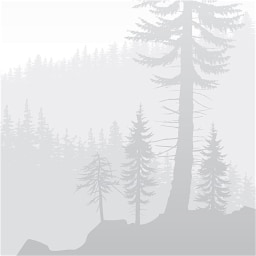 fog picture for short o CVC word families practice