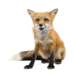 fox picture for short o CVC word families practice