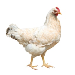 hen picture for short e CVC word families practice