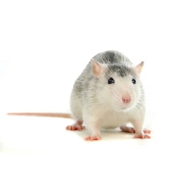 rat picture for short a CVC word families practice
