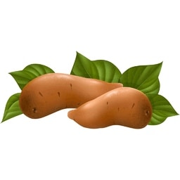 yam picture for short a CVC word families practice
